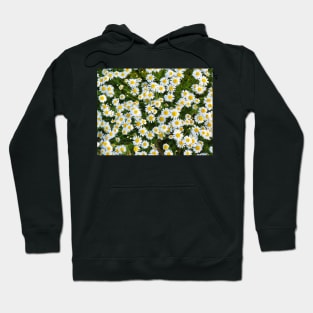 Chamaemelum Hoodie